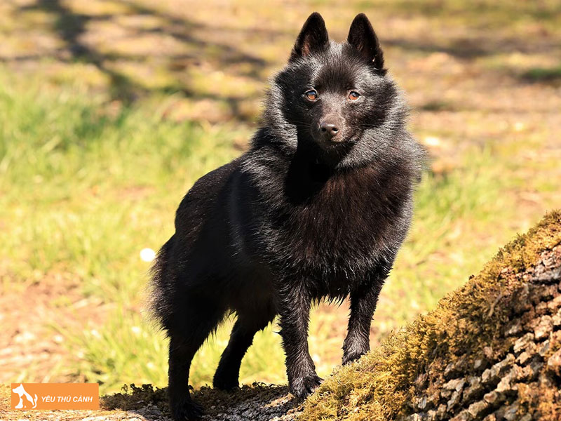 Dac-diem-cua-cho-schipperke-thucanh