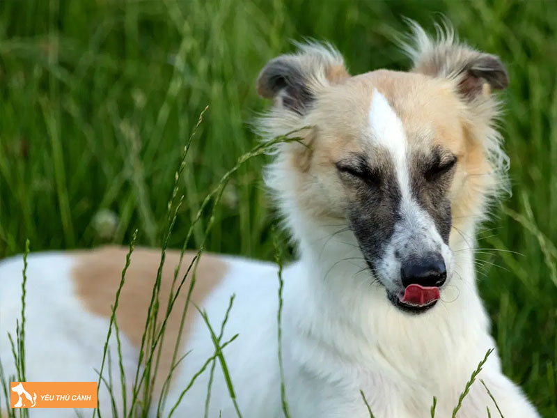 Dac-diem-cua-cho-silken-windhound-thucanh