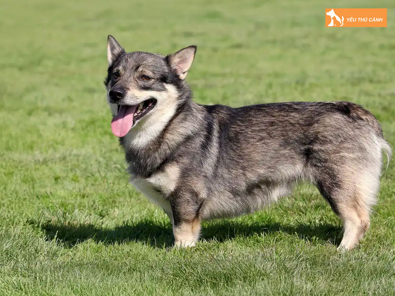 Dac-diem-cua-cho-vallhund-thucanh