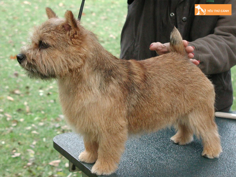 Dac-diem-ngoai-hinh-va-tinh-cach-cua-norwich-terrier-thucanh