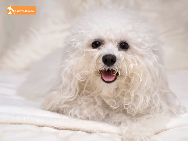 Doi-net-ve-giong-cho-bolognese-dog-thucanh