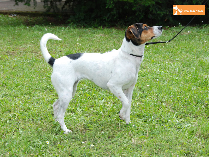 Gioi-thieu-ve-giong-cho-danish-swedish-farmdog-thucanh