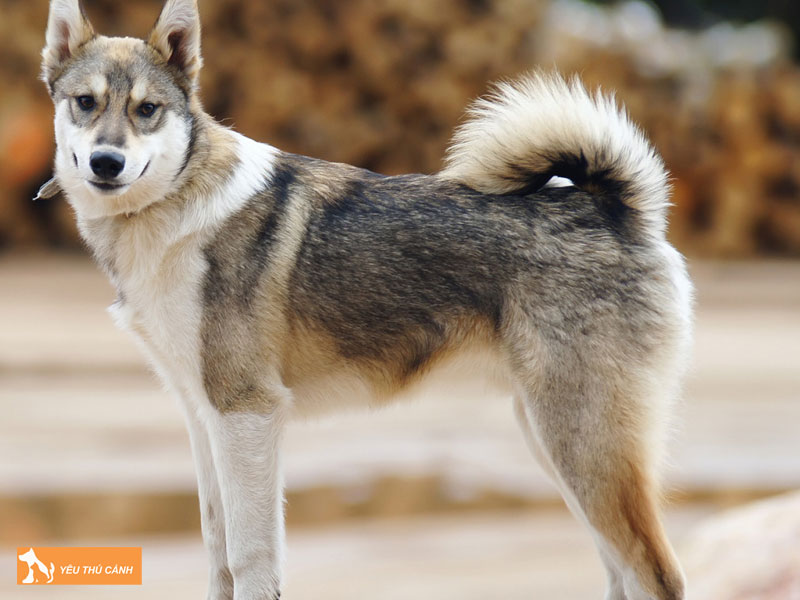 Gioi-thieu-ve-giong-cho-laika-thucanh