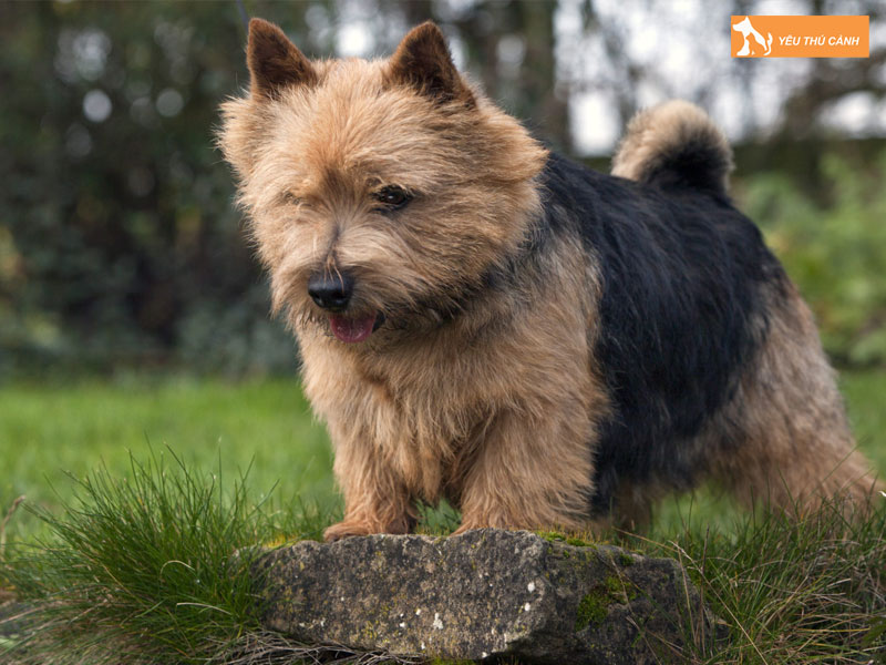 Gioi-thieu-ve-giong-cho-norwich-terrier-thucanh