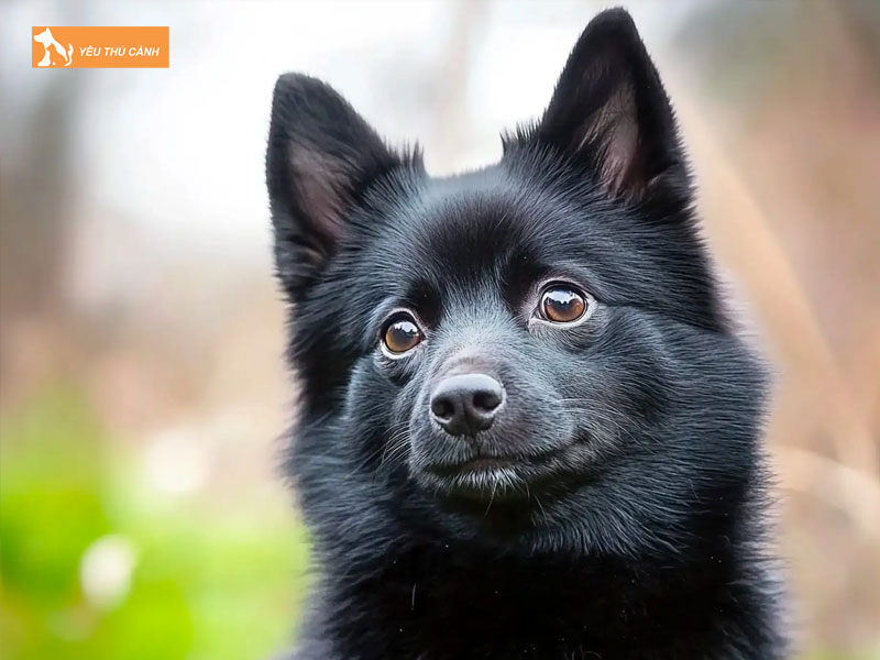 Gioi-thieu-ve-giong-cho-schipperke-thucanh