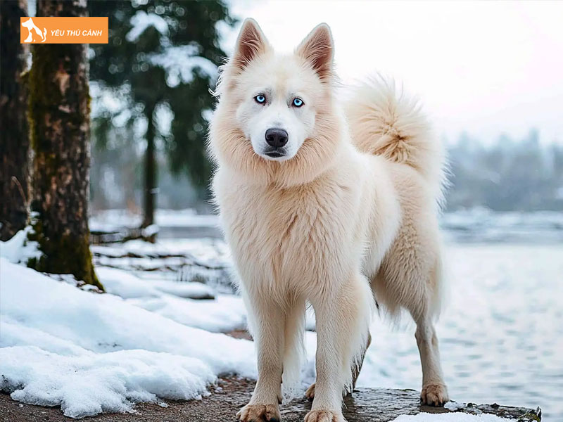 Gioi-thieu-ve-giong-cho-yakutian-laika-thucanh