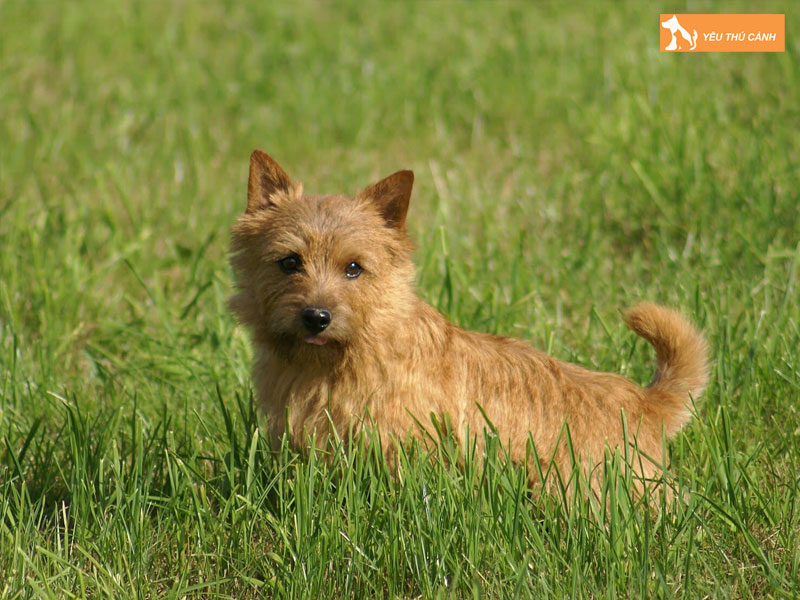 Huong-dan-cach-nuoi-cho-norwich-terrier-1-thucanh