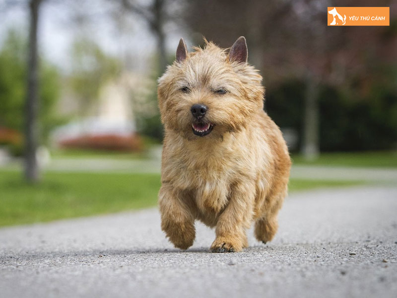 Huong-dan-cach-nuoi-cho-norwich-terrier-thucanh