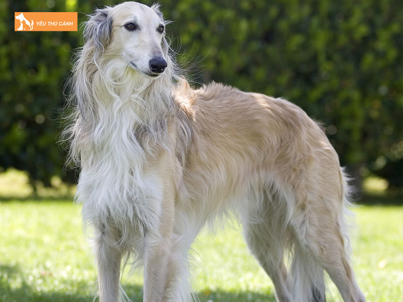 Tim-hieu-ve-giong-cho-silken-windhound-thucanh