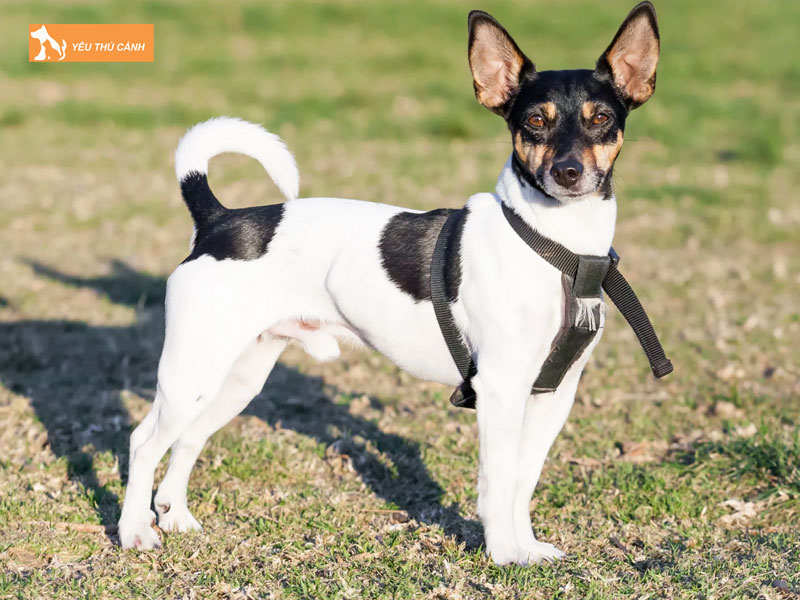 Tim-hieu-ve-giong-cho-toy-fox-terrier-thucanh