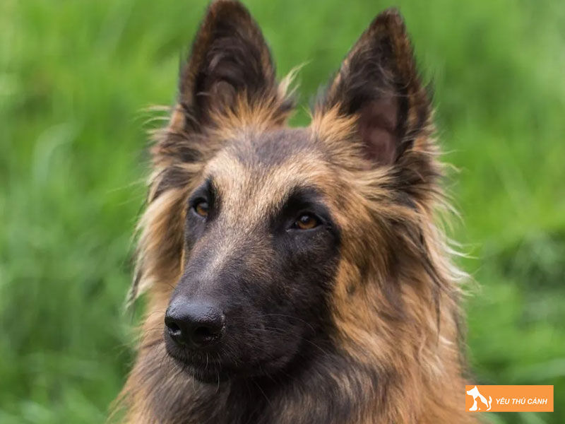 Cach-nuoi-cho-belgian-tervuren-chi-tiet-tu-a-z-1-thucanh