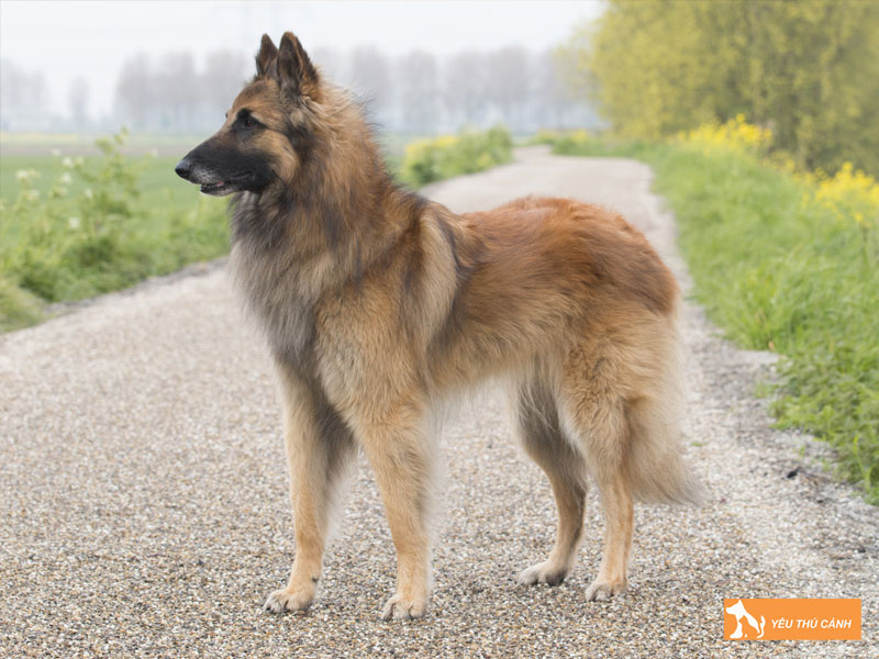 Cach-nuoi-cho-belgian-tervuren-chi-tiet-tu-a-z-thucanh