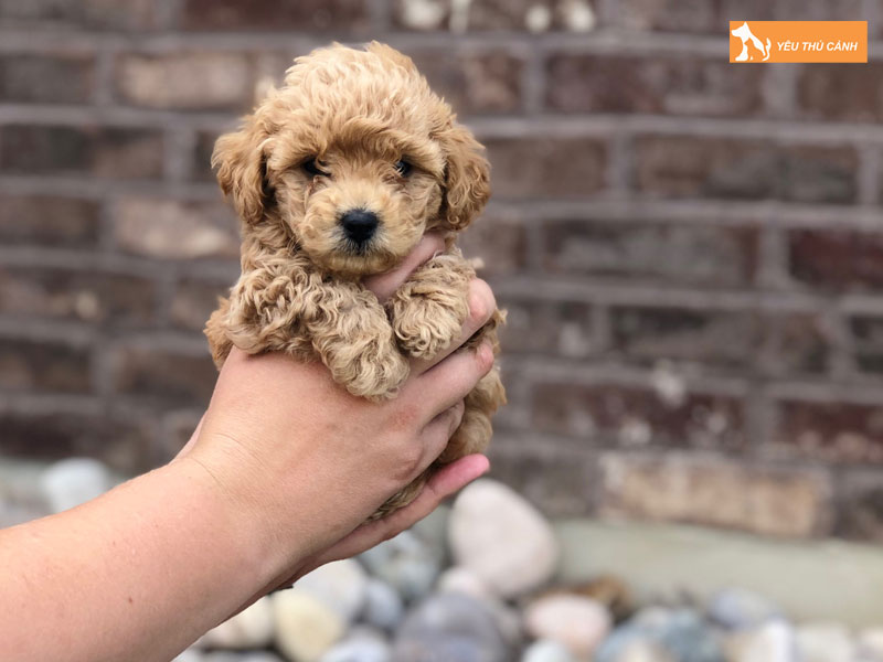 Cach-nuoi-cho-bolonoodle-chi-tiet-1-thucanh