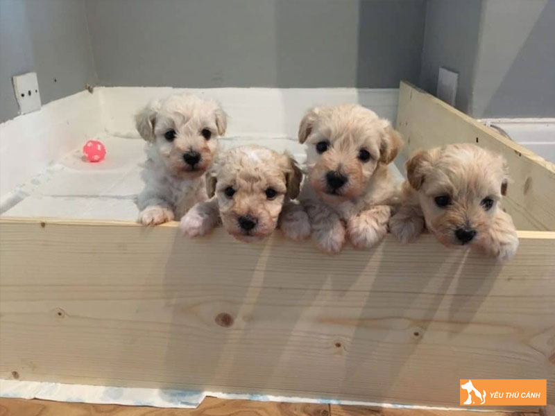 Cach-nuoi-cho-bolonoodle-chi-tiet-thucanh