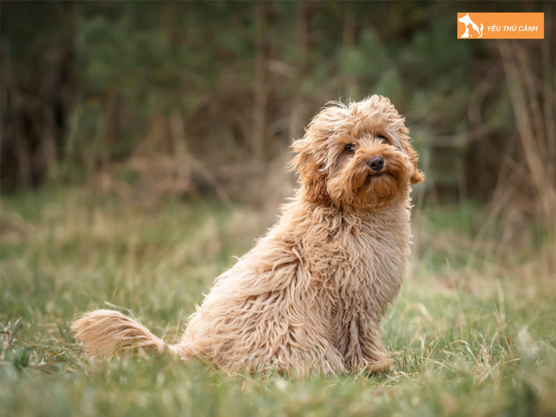 Cach-nuoi-cho-cavoodle-khoa-hoc-1-thucanh