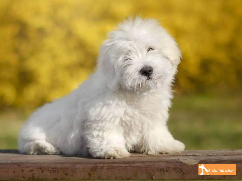 Cach-nuoi-cho-coton-de-tulear-khoe-manh-1-thucanh