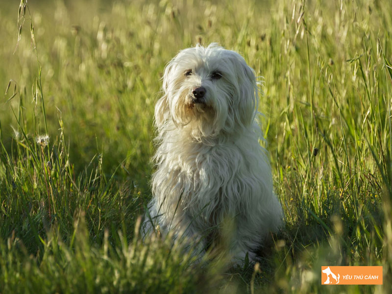 Cach-nuoi-cho-coton-de-tulear-khoe-manh-thucanh
