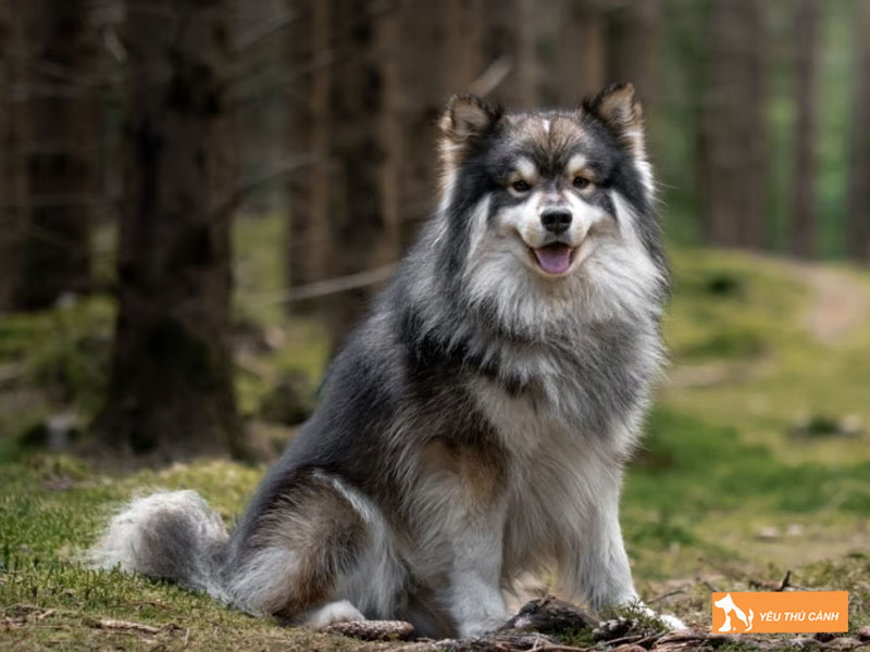 Cach-nuoi-cho-finnish-lapphund-chi-tiet-1-thucanh