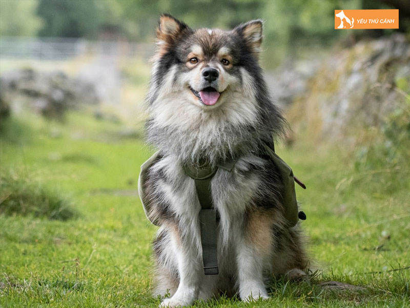 Cach-nuoi-cho-finnish-lapphund-chi-tiet-2-thucanh