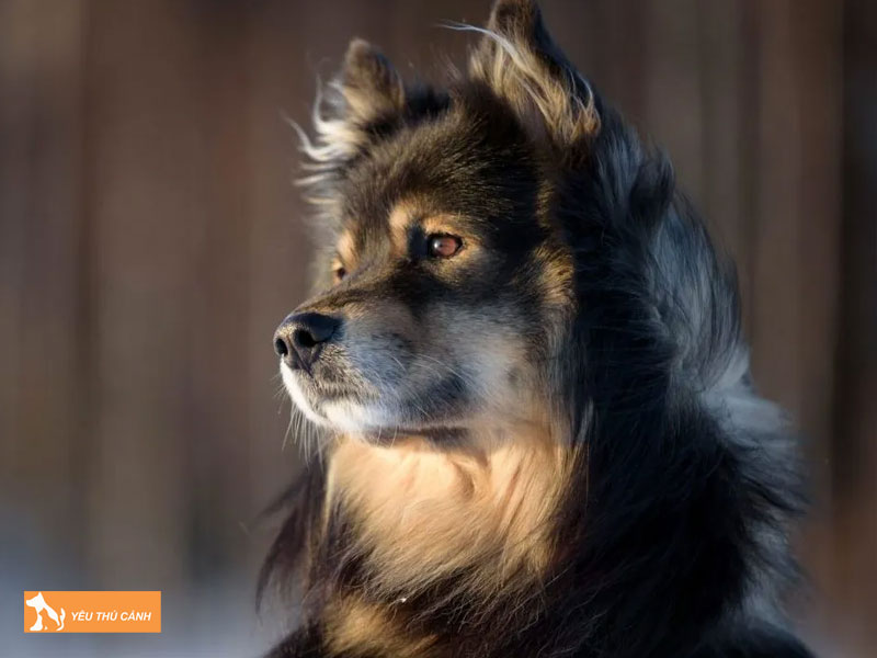 Cach-nuoi-cho-finnish-lapphund-chi-tiet-thucanh