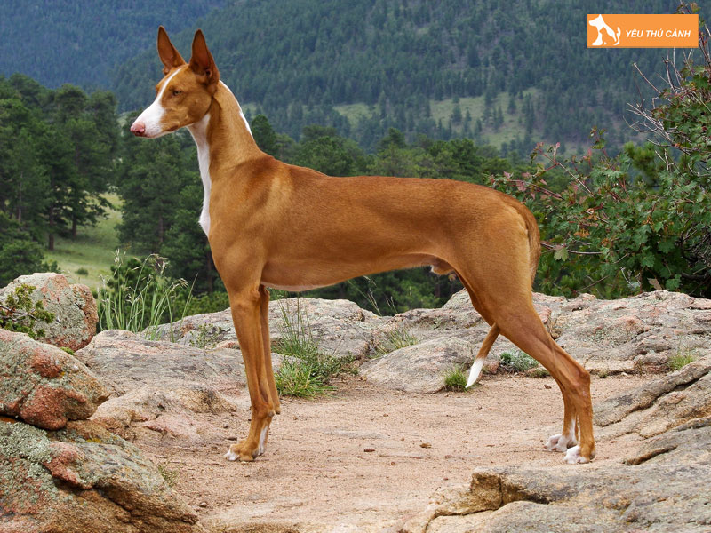 Cach-nuoi-cho-ibizan-hound-chi-tiet-1-thucanh