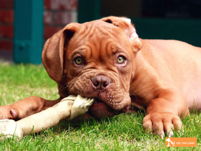 Cach-nuoi-cho-ngao-phap-bordeaux-hieu-qua-2-thucanh