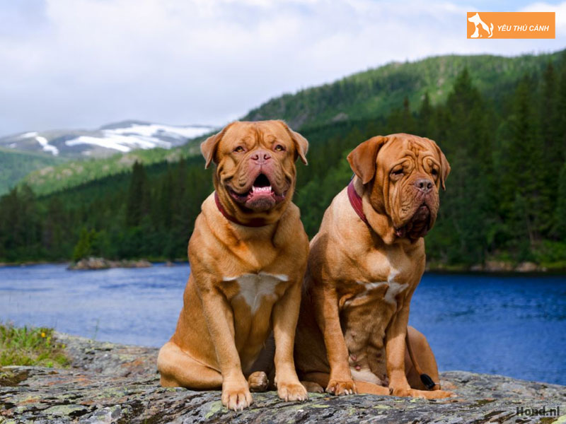 Cach-nuoi-cho-ngao-phap-bordeaux-hieu-qua-thucanh