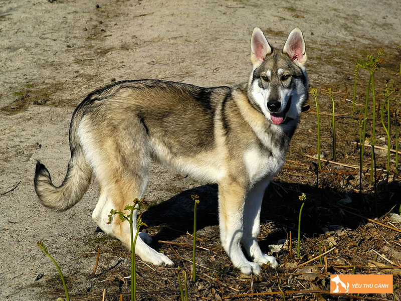 Cach-nuoi-cho-northern-inuit-chi-tiet-1-thucanh