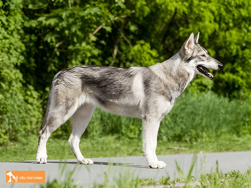 Cach-nuoi-cho-northern-inuit-chi-tiet-2-thucanh
