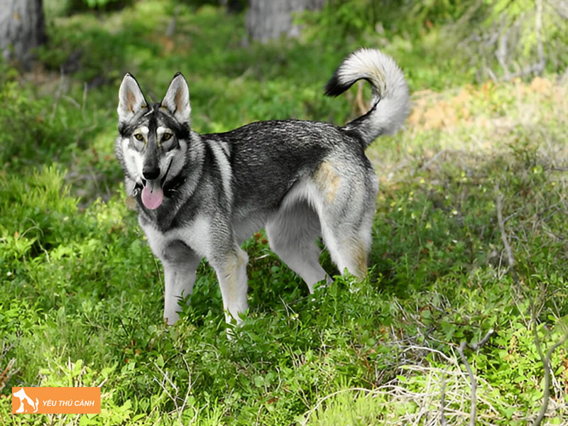 Cach-nuoi-cho-northern-inuit-chi-tiet-thucanh