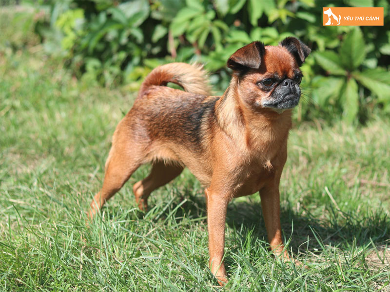 Cach-nuoi-cho-petit-brabancon-chi-tiet-va-hieu-qua-thucanh