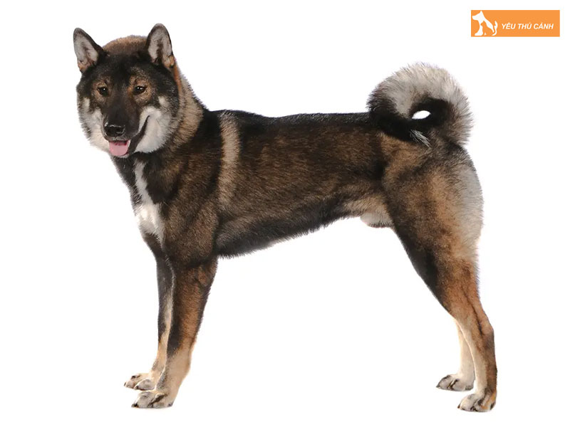 Cach-nuoi-cho-shikoku-inu-chi-tiet-2-thucanh