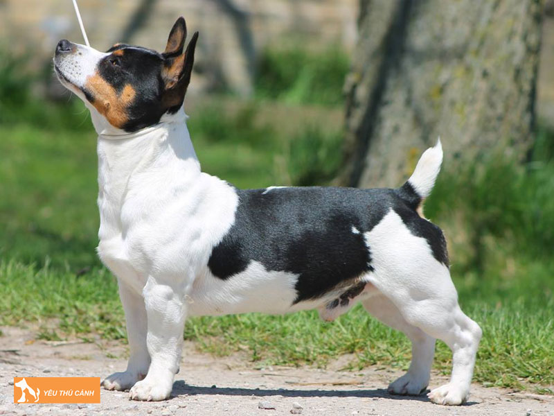 Cach-nuoi-cho-teddy-roosevelt-terrier-hieu-qua-1-thucanh