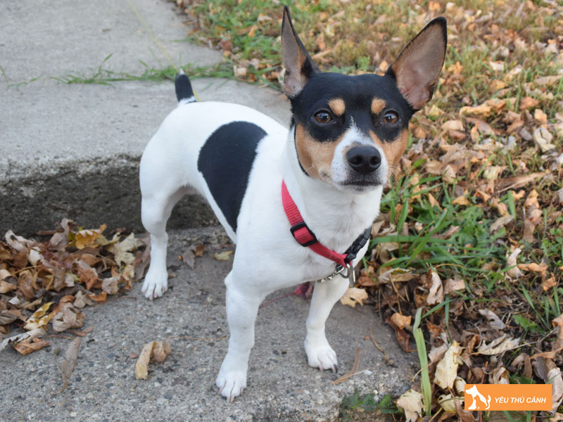 Cach-nuoi-cho-teddy-roosevelt-terrier-hieu-qua-thucanh