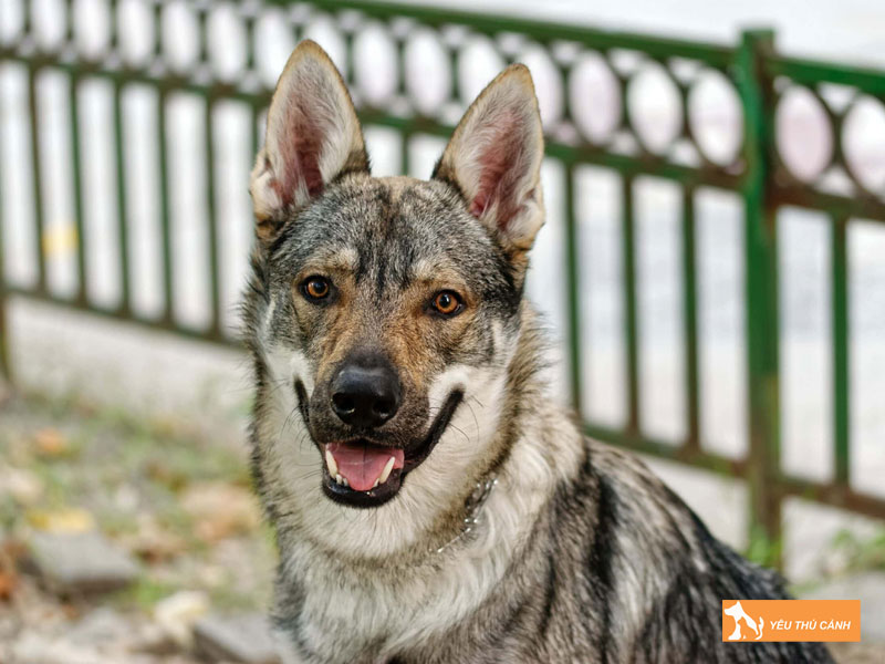 Cach-nuoi-cho-utonagan-khoa-hoc-1-thucanh