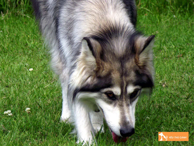 Cach-nuoi-cho-utonagan-khoa-hoc-thucanh