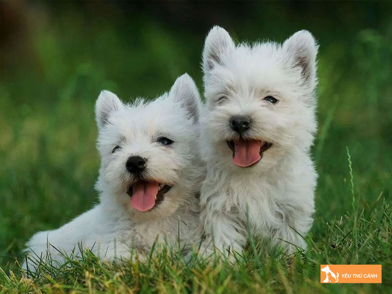 Cach-nuoi-cho-west-highland-white-terrier-1-thucanh
