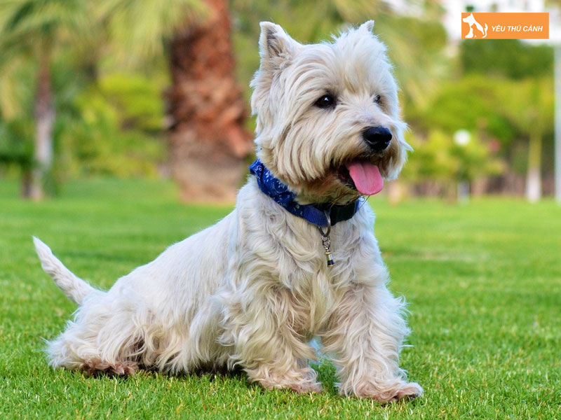 Cach-nuoi-cho-west-highland-white-terrier-thucanh