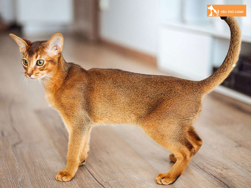 Cach-nuoi-meo-abyssinian-hieu-qua-1-thucanh