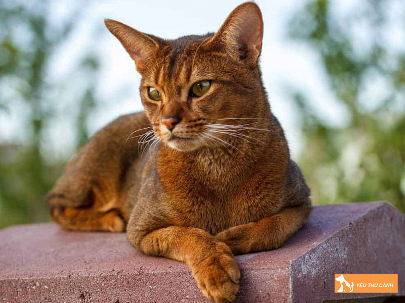 Cach-nuoi-meo-abyssinian-hieu-qua-2-thucanh