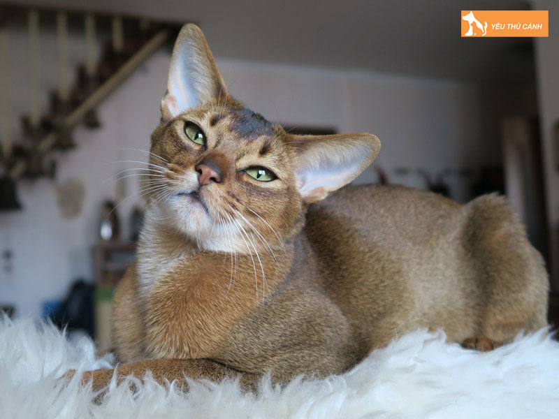 Cach-nuoi-meo-abyssinian-hieu-qua-thucanh