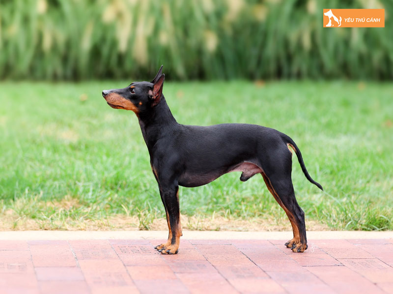 Cach-nuoi-va-cham-soc-cho-toy-manchester-terrier-2-thucanh