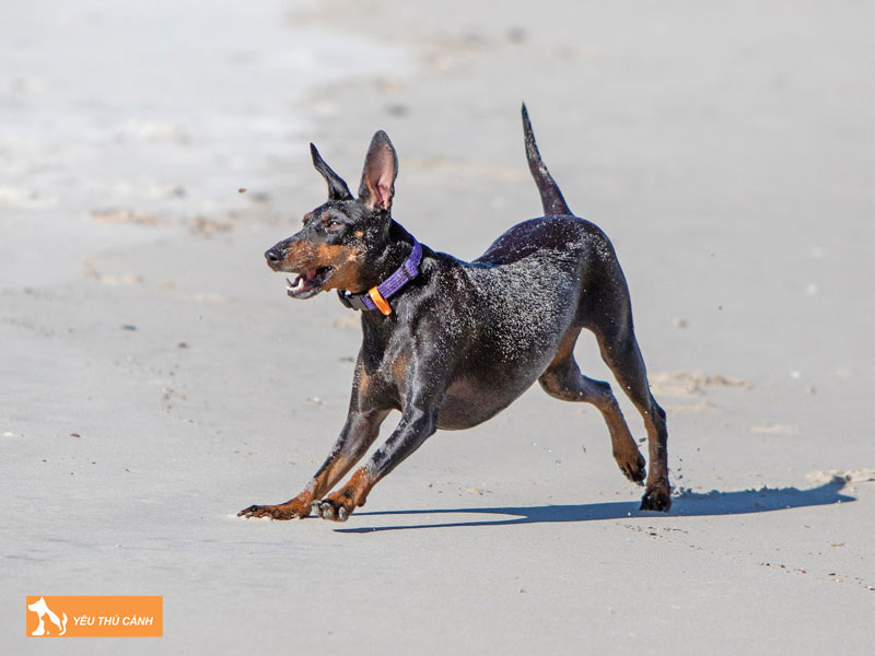 Cach-nuoi-va-cham-soc-cho-toy-manchester-terrier-thucanh
