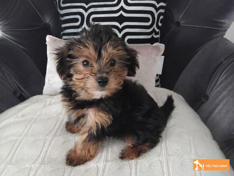 Cach-nuoi-va-cham-soc-cho-yorkipoo-chi-tiet-thucanh
