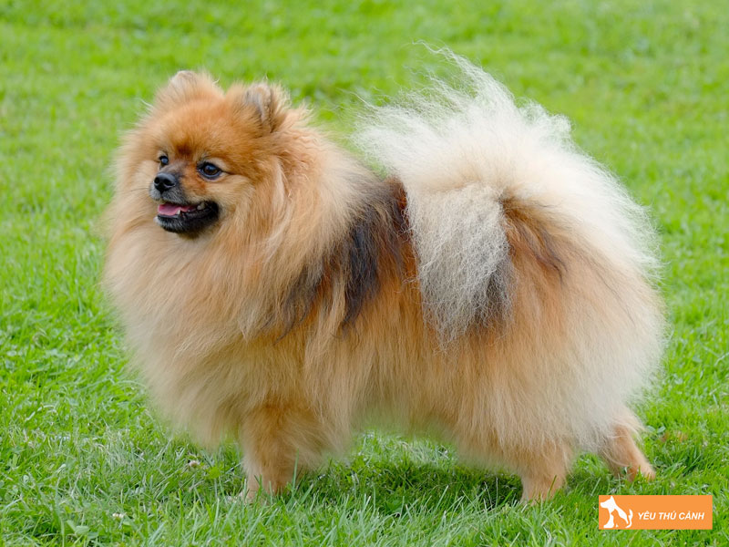 Cach-nuoi-va-cham-soc-german-spitz-hieu-qua-1-thucanh