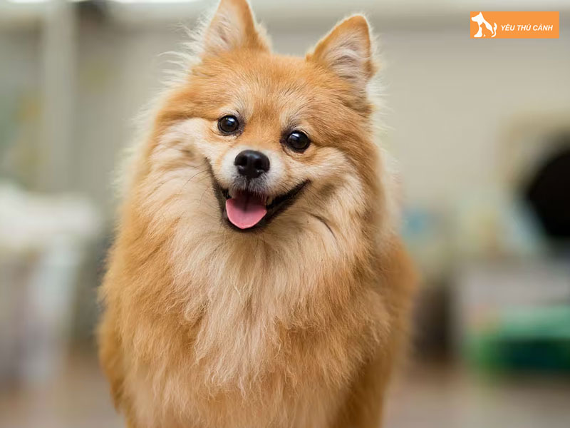Cach-nuoi-va-cham-soc-german-spitz-hieu-qua-2-thucanh
