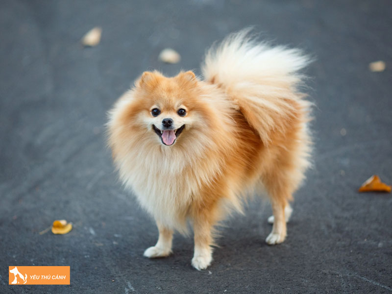 Cach-nuoi-va-cham-soc-german-spitz-hieu-qua-thucanh