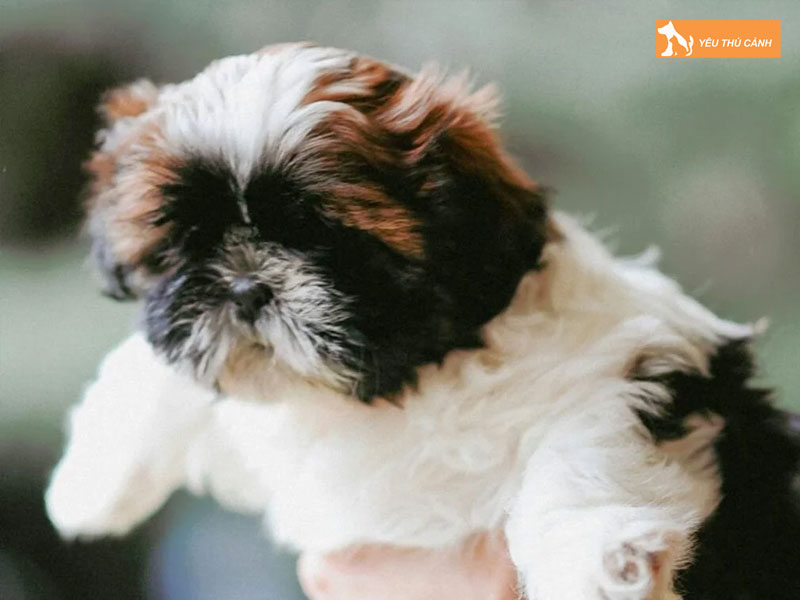 Cach-nuoi-va-cham-soc-giong-cho-chinese-imperial-dog-1-thucanh