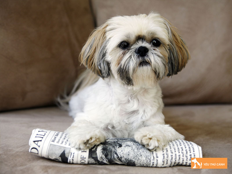 Cach-nuoi-va-cham-soc-giong-cho-chinese-imperial-dog-thucanh