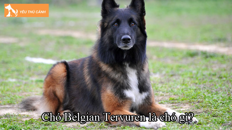 Chó Belgian Tervuren là chó gì? Cách nuôi chó thông minh
